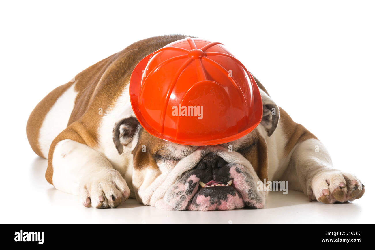 english bulldog wearing fireman hat on white background Stock Photo