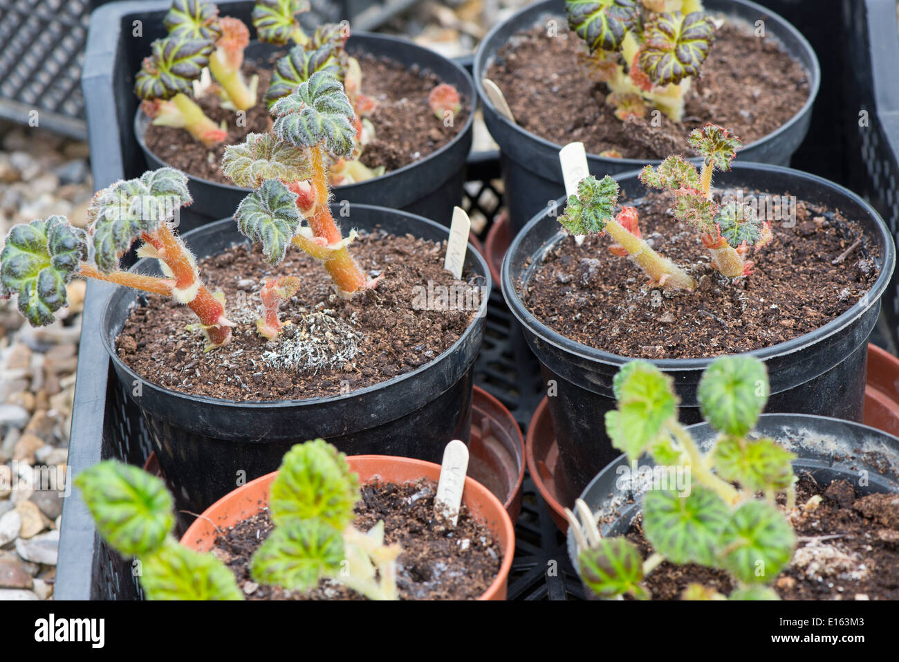 Begonia corms hires stock photography and images Alamy
