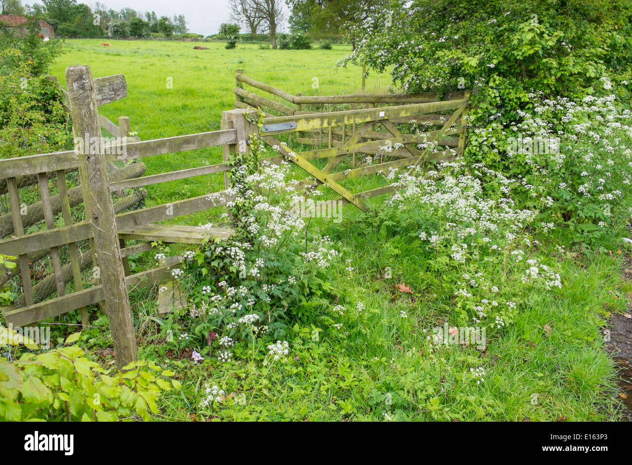 Farm gate , stile and 'public footpath' sign, Norfolk, England Stock Photo