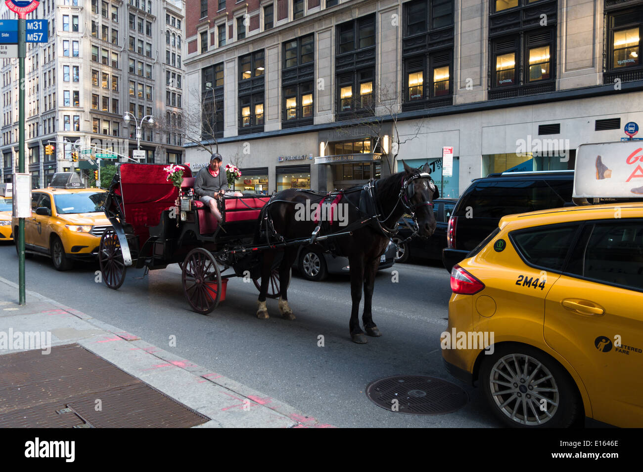 Horse and carriage amidst city traffic, New York city Stock Photo