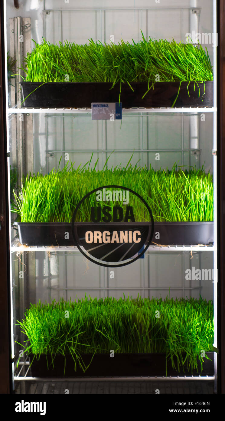 Locally grown USDA organic wheatgrass Stock Photo