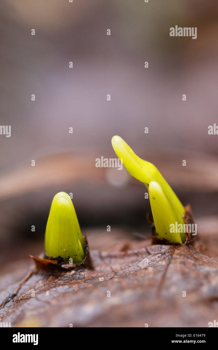 Daffodil shoots pushing through decaying leaves. Stock Photo