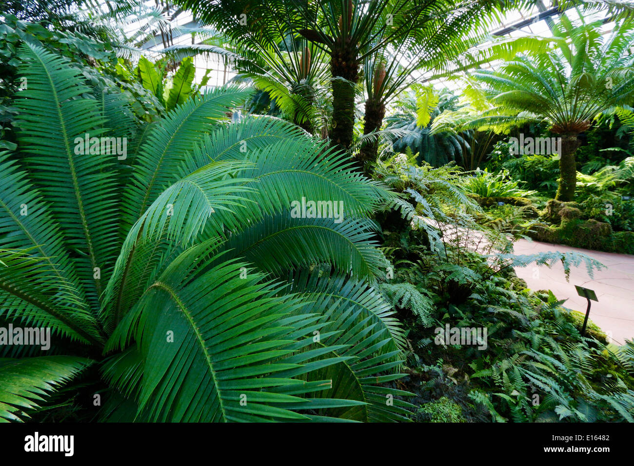 Cycads. Fern Room. Lincoln Park Conservatory, Chicago, Illinois Stock Photo