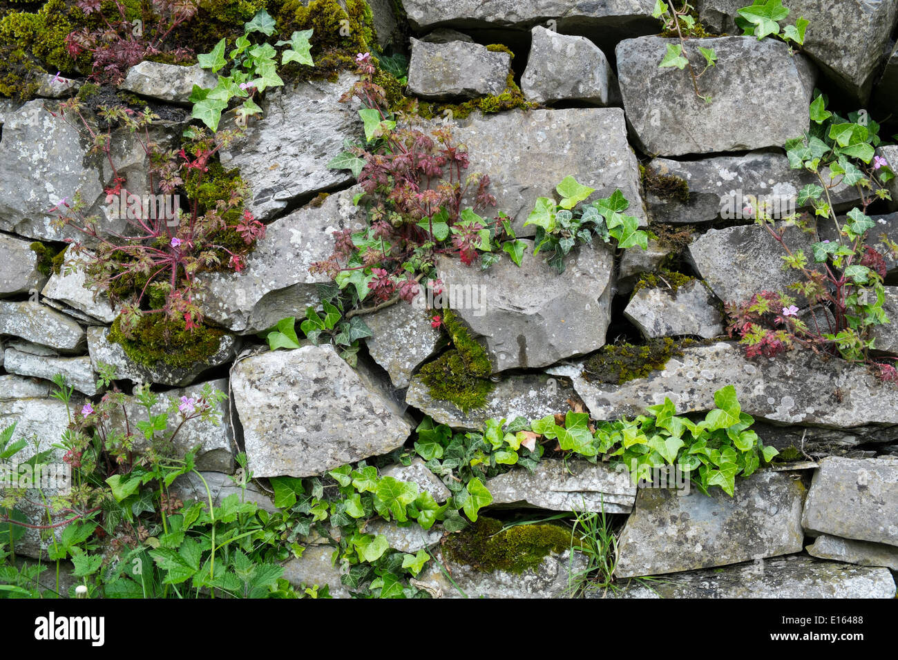 Drystone wall with ivy and moss Stock Photo