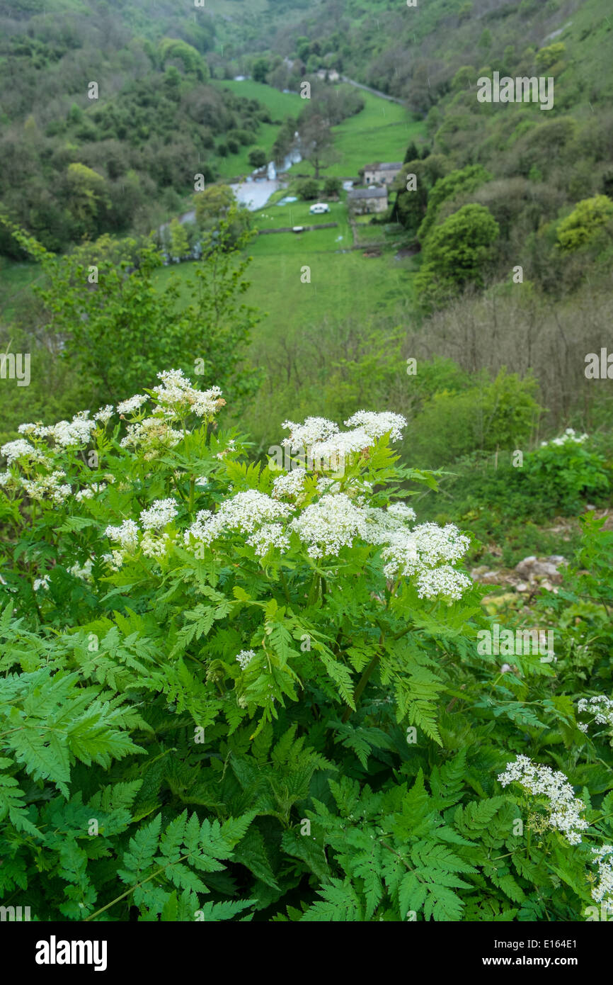 Sweet Cicely, Myrrhis odorata, growing at the head of the Monsal Valley, Peak District National Park, Derbyshire, England, May Stock Photo