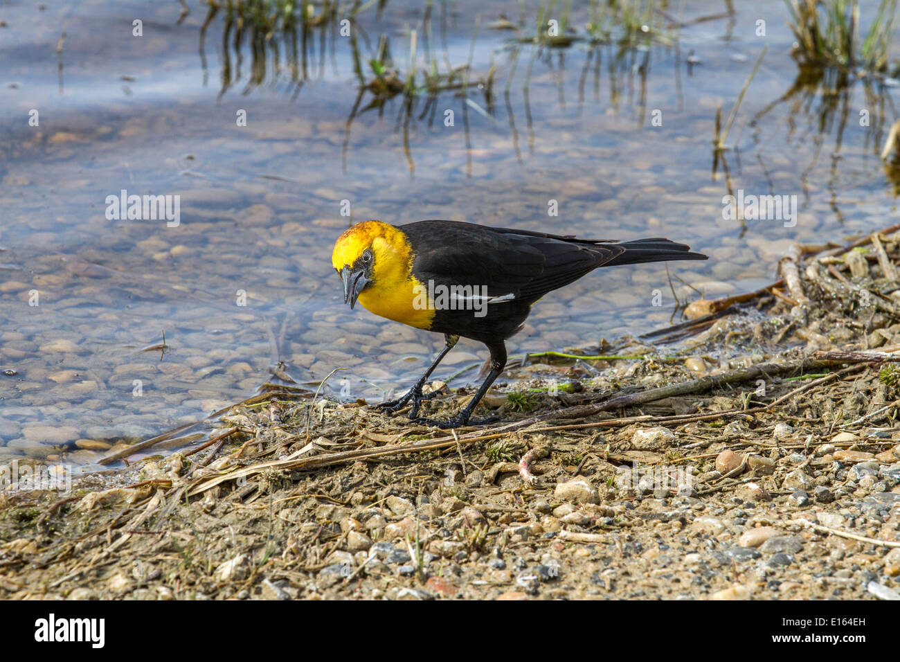 Yellow Headed Blackbird (Xanthocephalus xanthocephalus) Colorful yellow ...