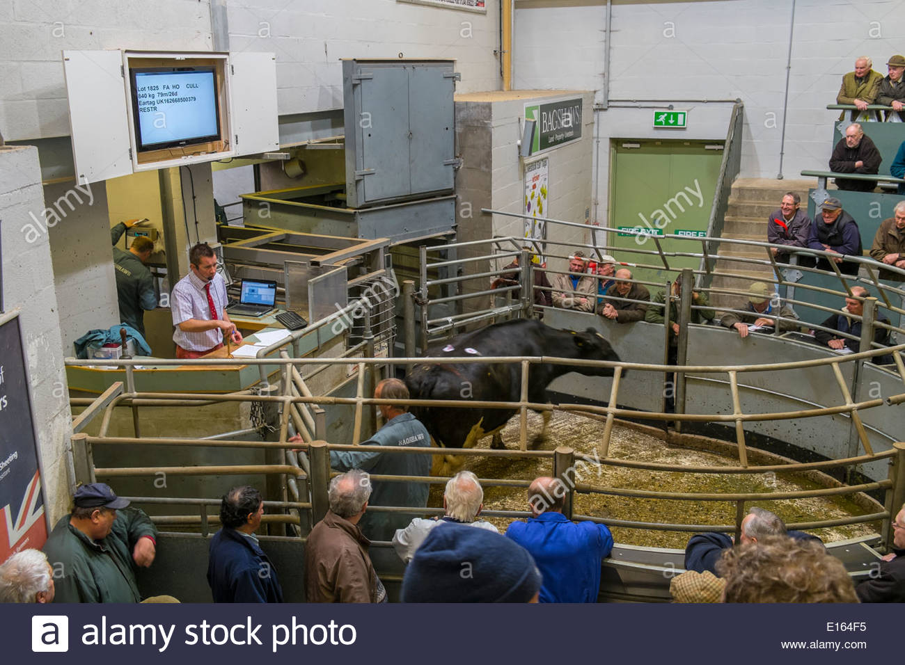 Auction Ring High Resolution Stock Photography and Images Alamy