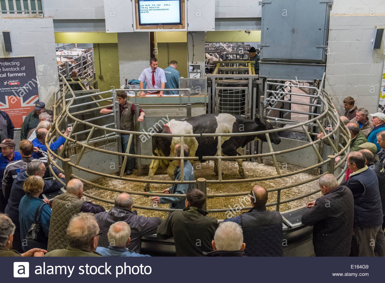 Selling cattle at the prime ring at Bakewell livestock auction, Peak
