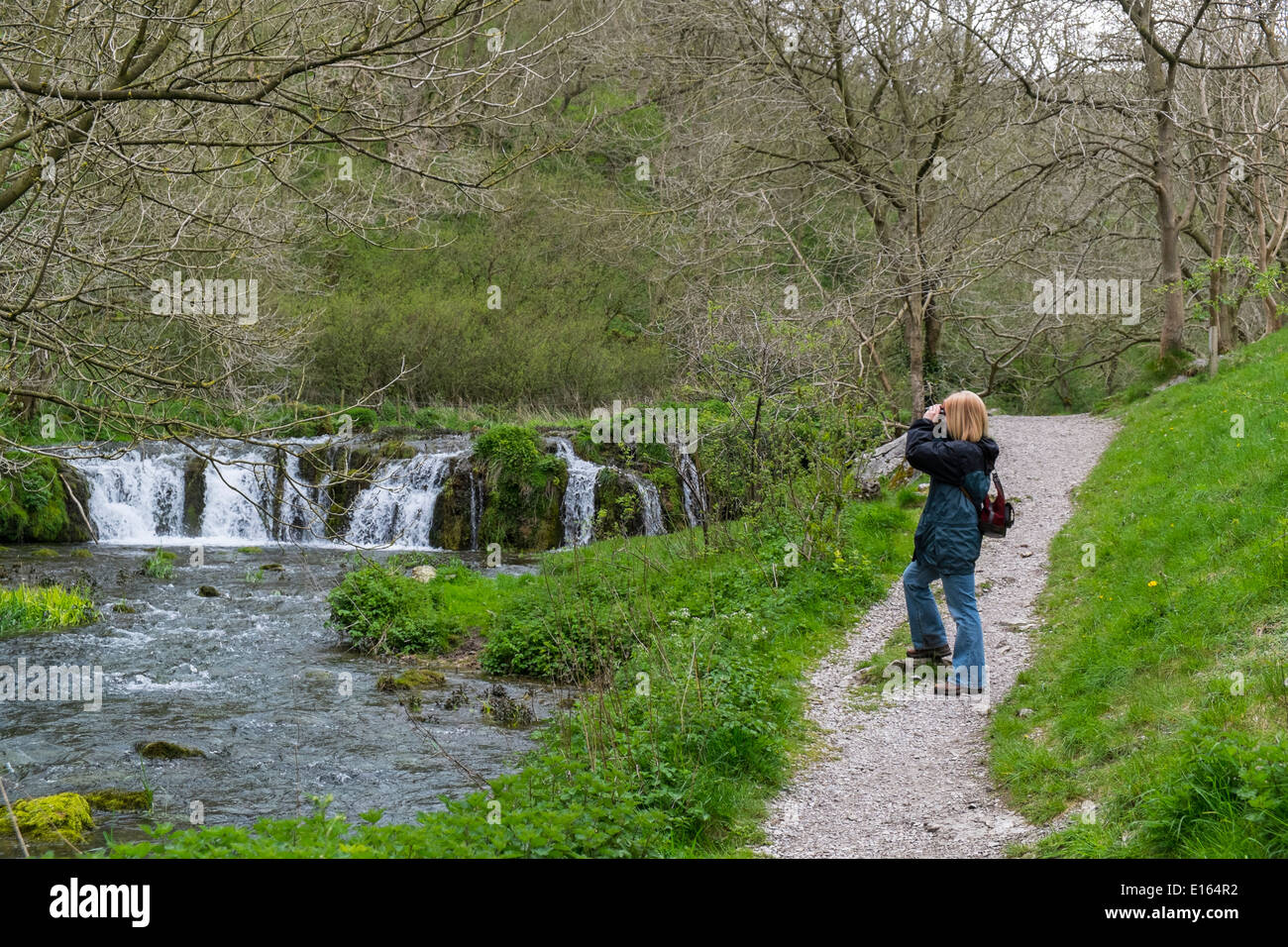 Woman birdwatcher on the River Lathkill, Lathkill dale, Peak District National Park, Derbyshire, England, May Stock Photo