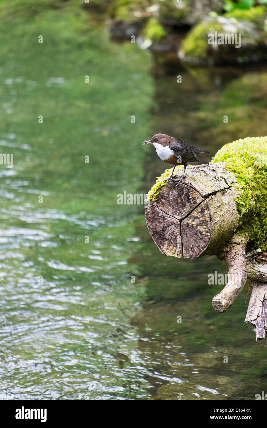 Dipper, Cinclus cinclus, adult with beak full of water borne insects for feeding young, river Lathkill, Peak District Stock Photo