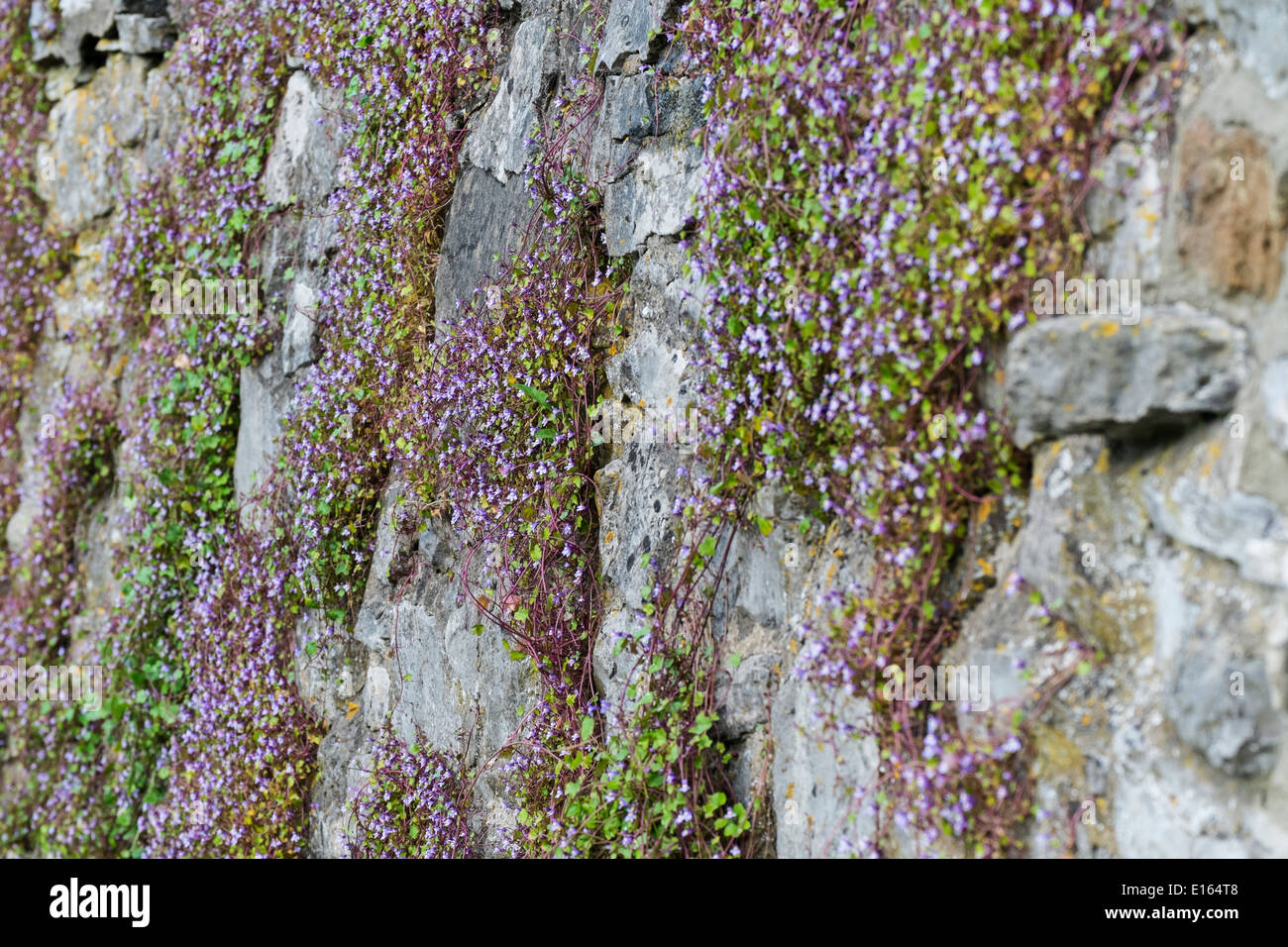 Cymbalaria muralis, ivy-leaved toadflax or Kenilworth ivy, growing on stone wall. Stock Photo