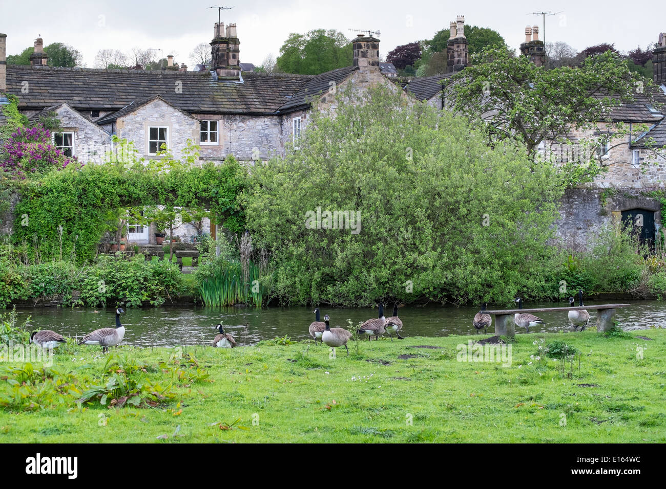 Canada gees, Branta canadensis, beside the river Wye, Bakewell, Peak District National Park, Derbyshire, England, May Stock Photo