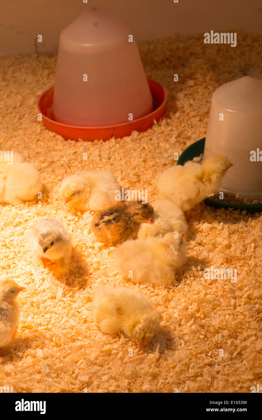 Domestic hens, young chicks under heat lamp. Stock Photo