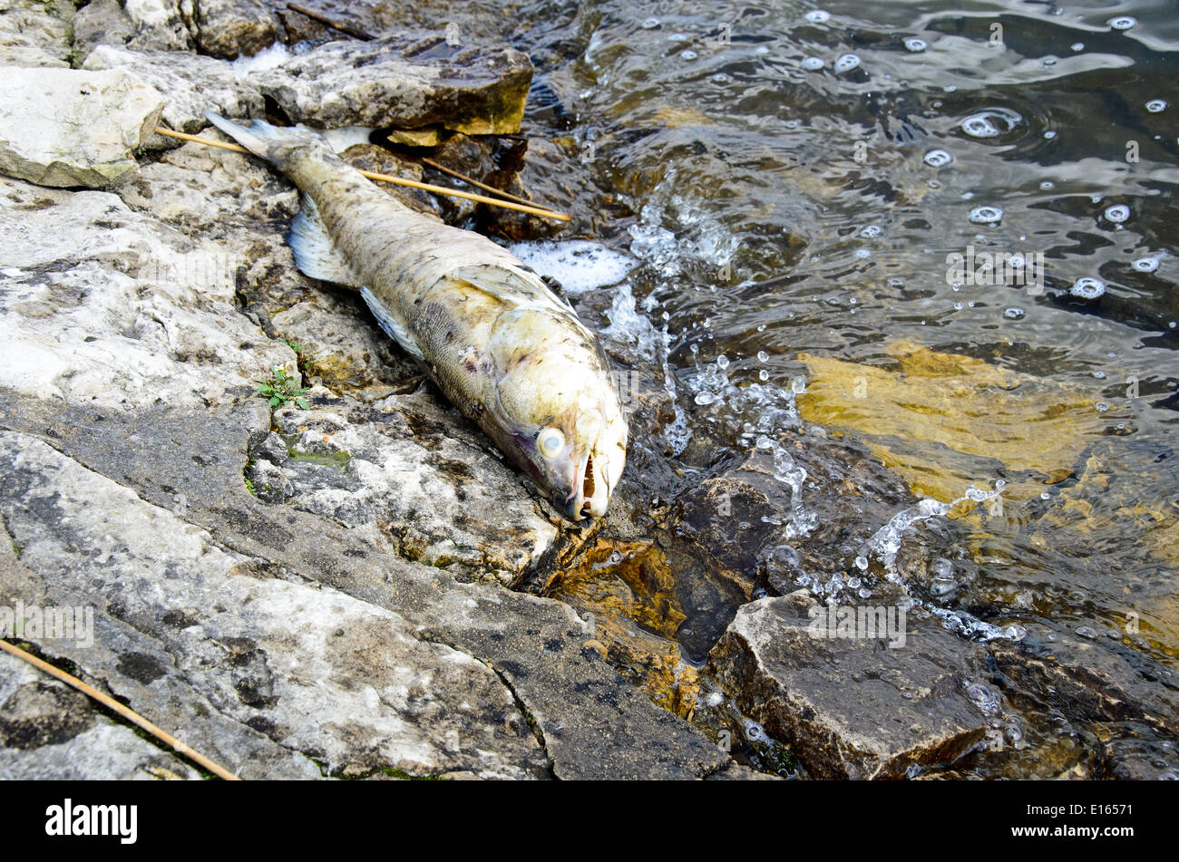 picture of dead fish Stock Photo