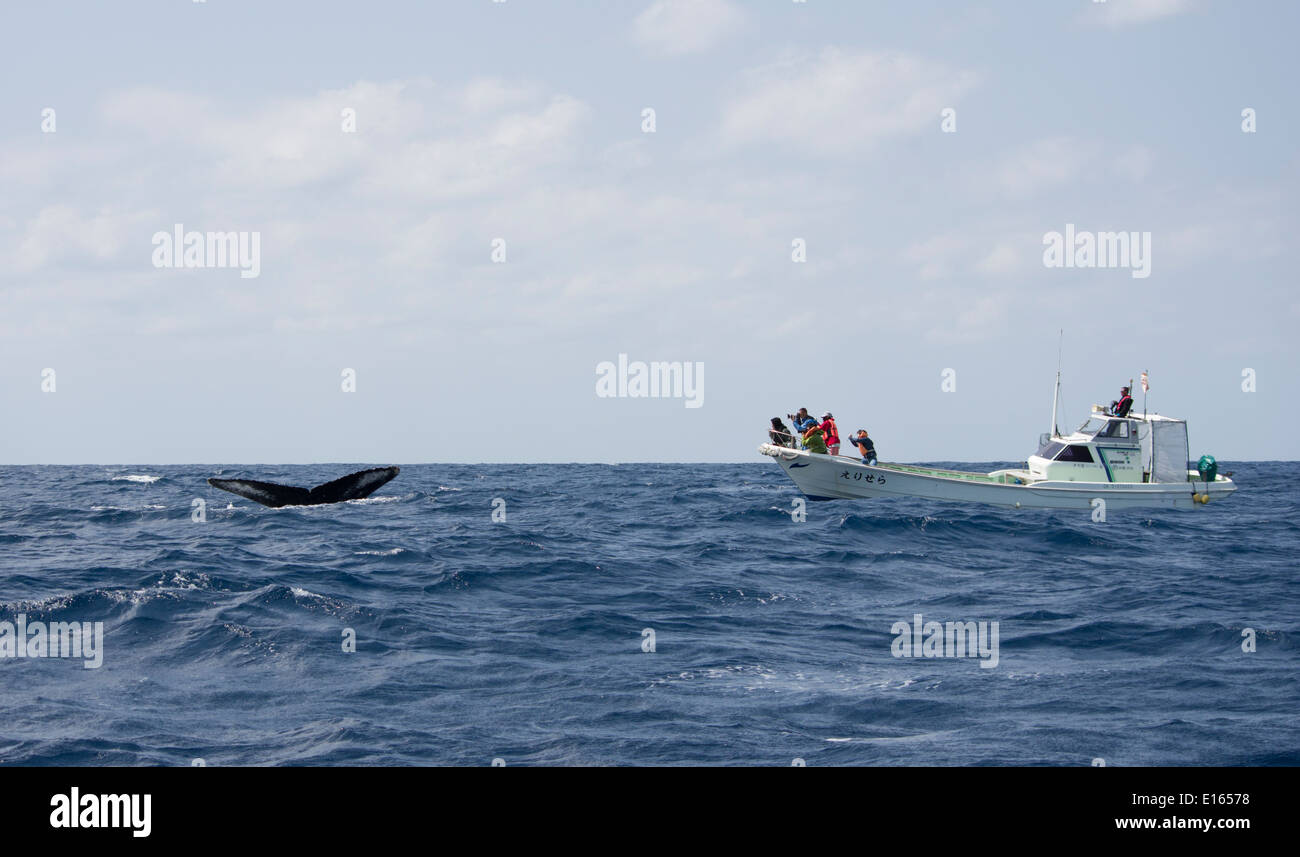 Whale watchers photograph flukes of Humpback whale, Zamami Island. Kerama-shoto National Park, Okinawa, Japan Stock Photo
