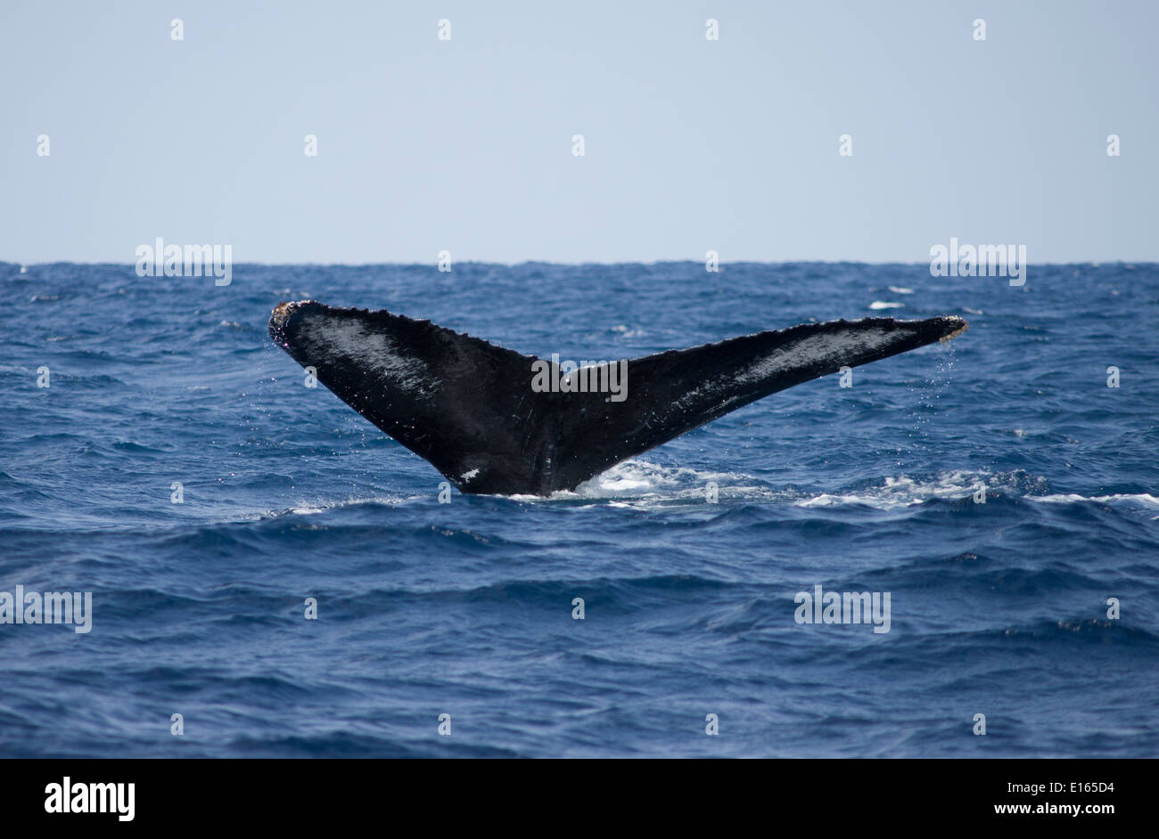 Flukes of humbpack whale (unique to individual ) Zamami Island. Kerama-shoto National Park, Okinawa, Japan Stock Photo