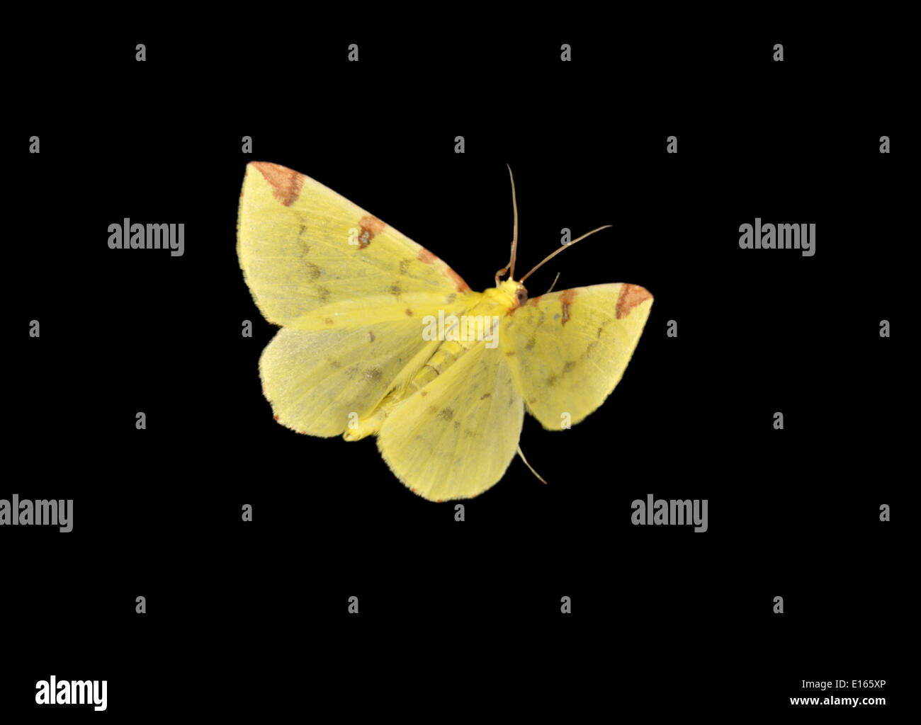 Brimstone Moth - Opisthograptis luteolata Stock Photo