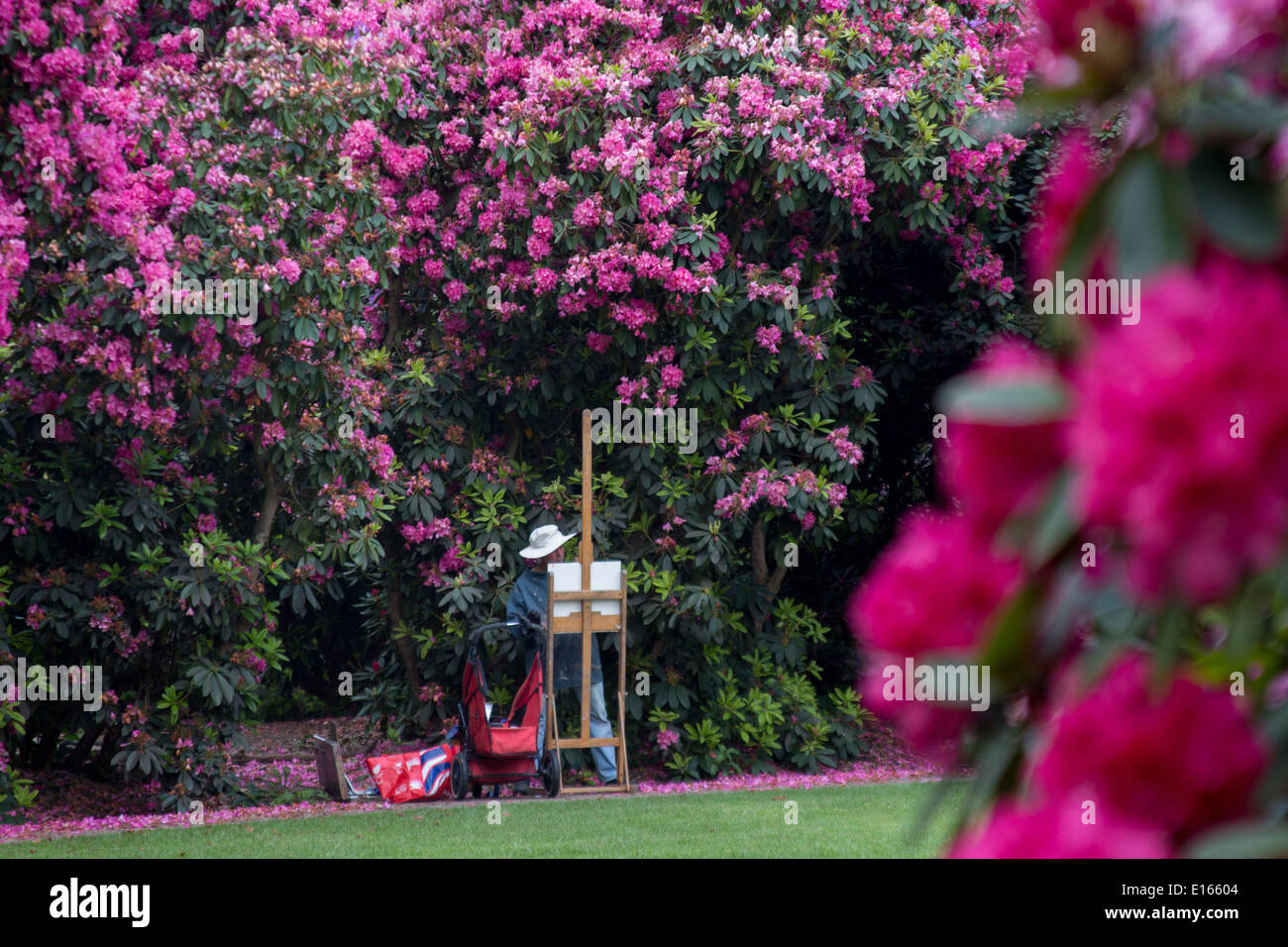 Male artist painter with easel painting surrounded by rhododendron flowers in spring Kenwood House Gardens London England UK Stock Photo