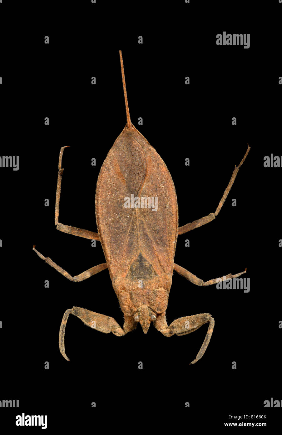 Water Scorpion - Nepa cinerea Stock Photo