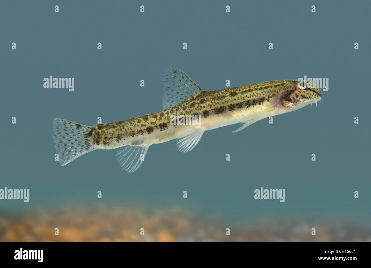 Spined Loach - Cobitis taenia Stock Photo