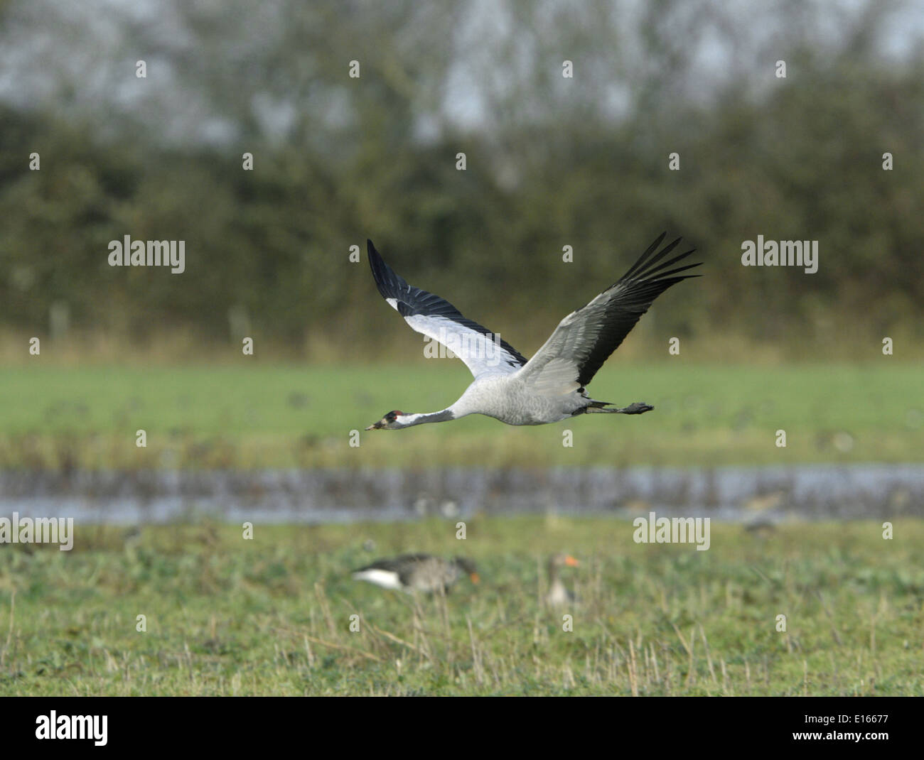 Common Crane - Grus grus Stock Photo