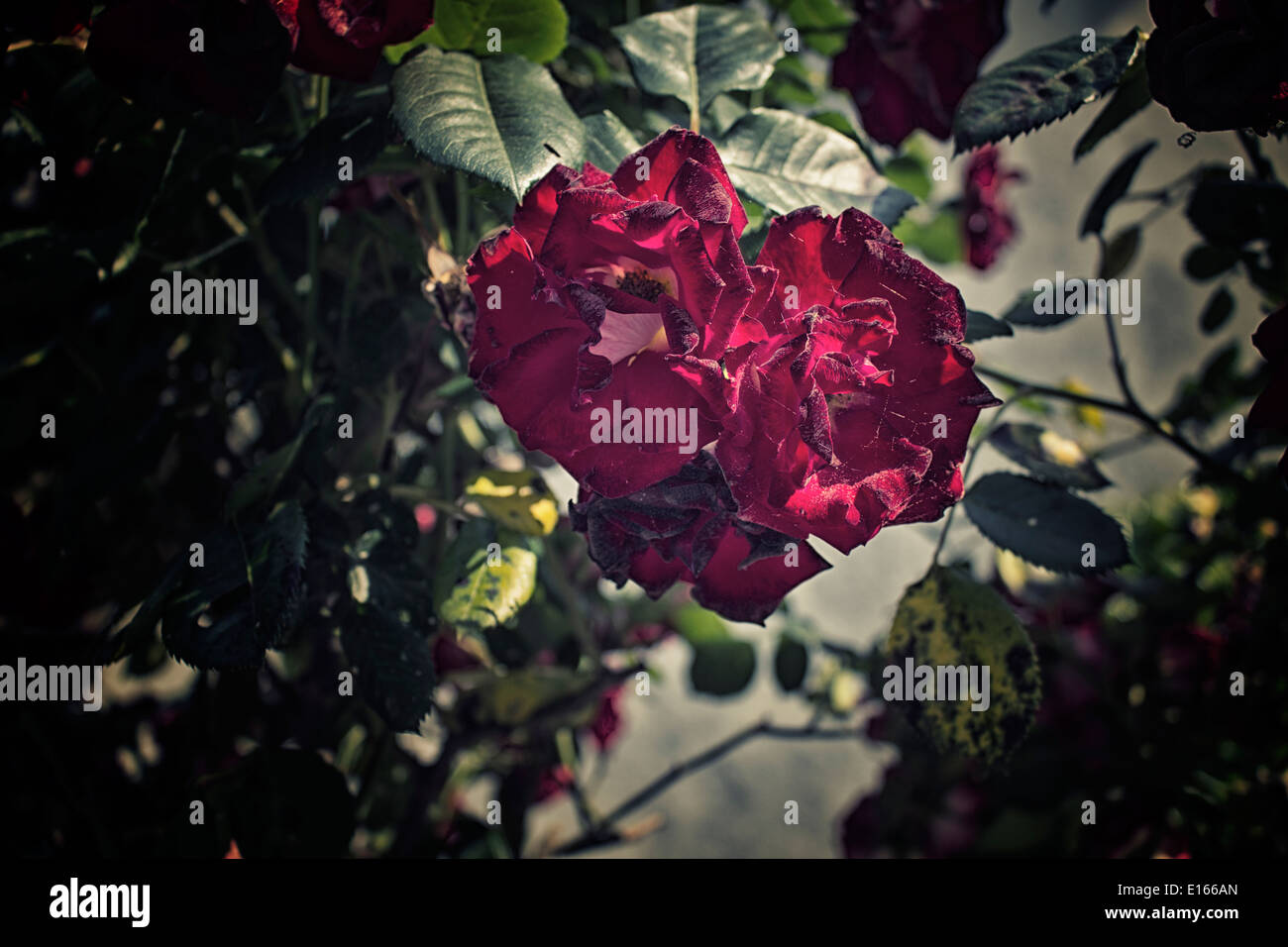 Italian red roses hires stock photography and images Alamy