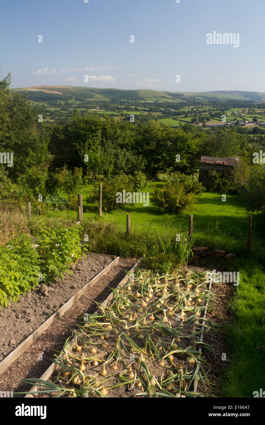 Veg vegetable garden with bed of onions in foreground and scenic view to Mid Wales hills Powys Wales UK Stock Photo