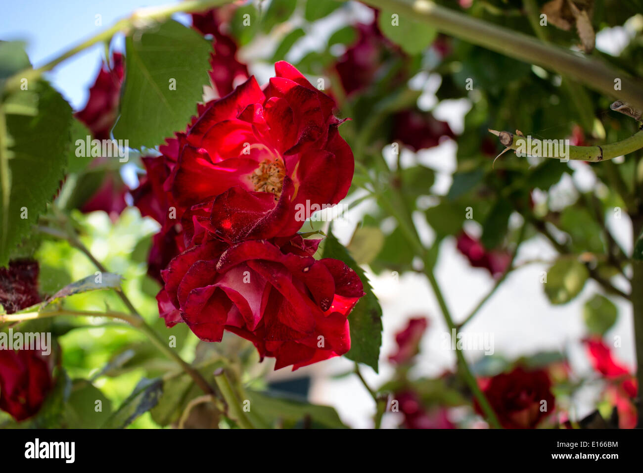 Red roses in Italian garden Stock Photo Alamy