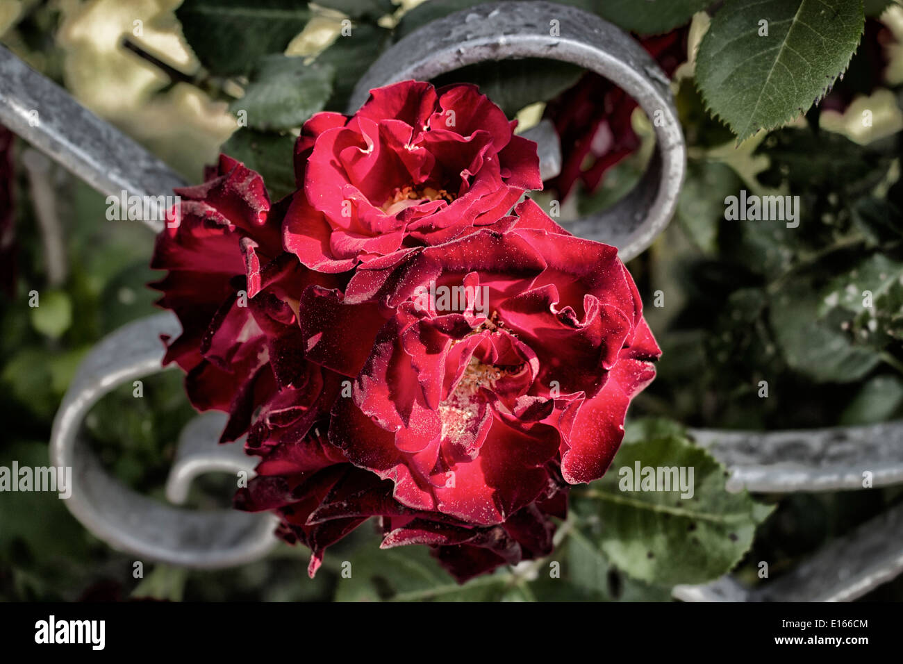 Grey iron gate hires stock photography and images Alamy