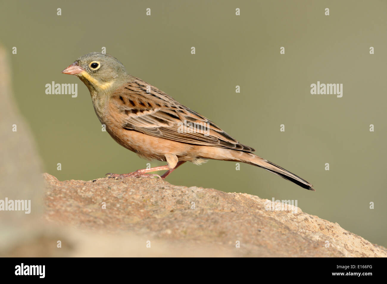 Ortolan Bunting Emberiza hortulana Stock Photo