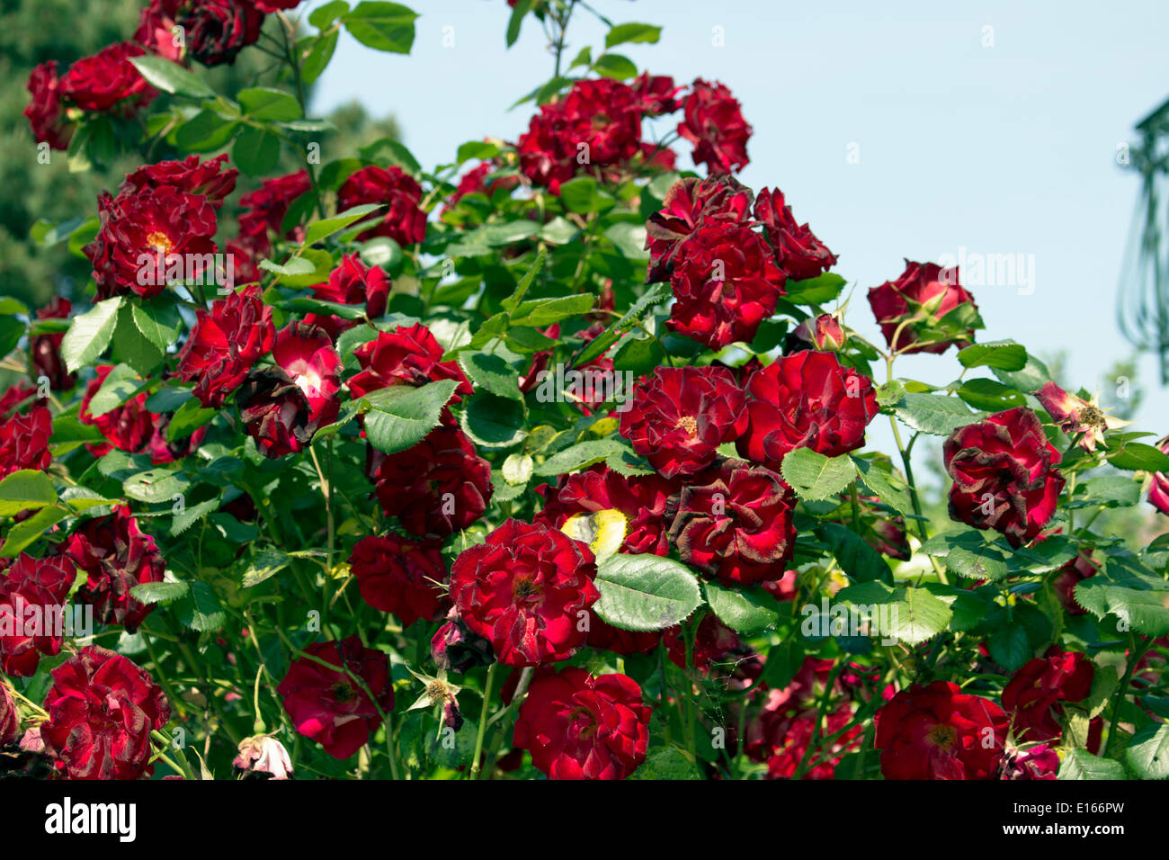Red roses in Italian garden Stock Photo Alamy