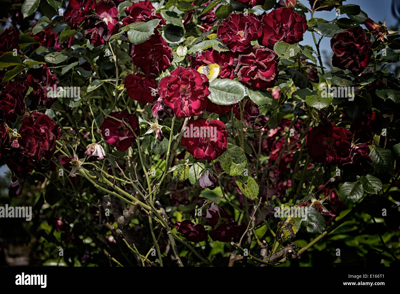 Red roses in Italian garden Stock Photo Alamy