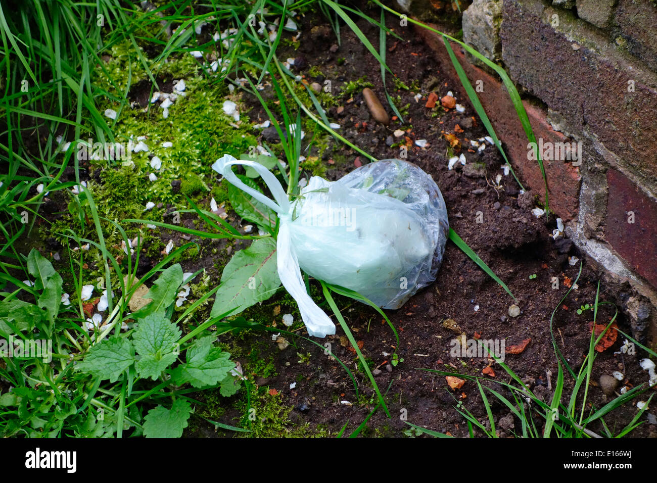 Discarded Plastic Bag of Dog Poo, UK Stock Photo