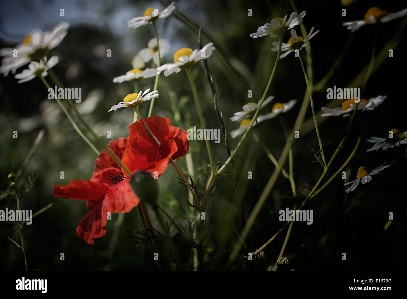 Red poppies and yellow and white daisies Stock Photo