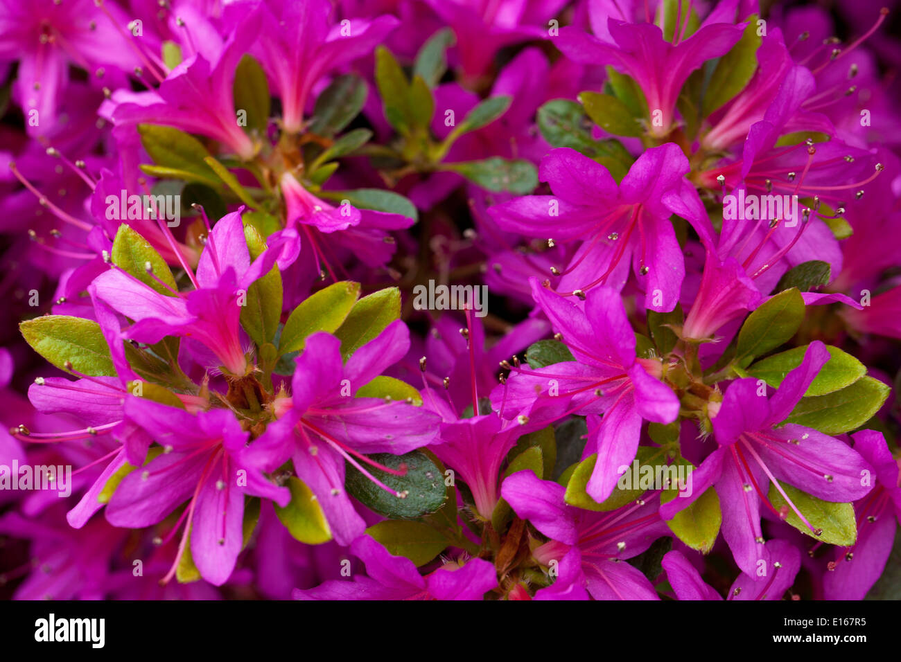 Rhododendron Hatsu Giri Close up Stock Photo