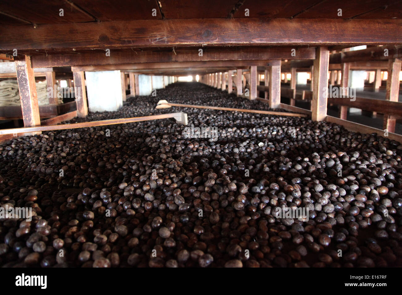 Nutmegs in giant racks drying in a warehouse Stock Photo