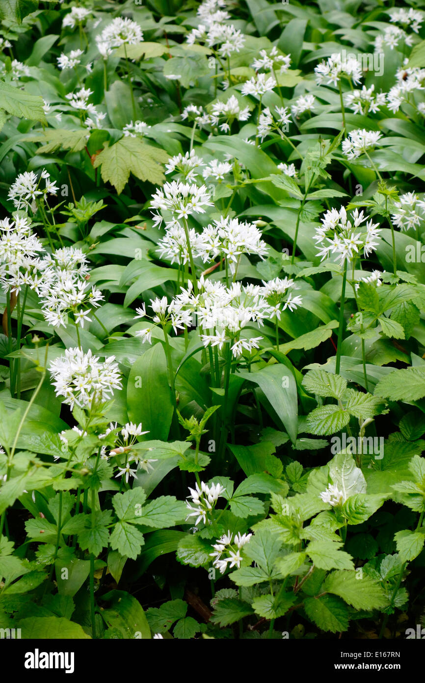 Ramsones or Wild Garlic Plants ( Allium ursinum ) in Spring, UK Stock