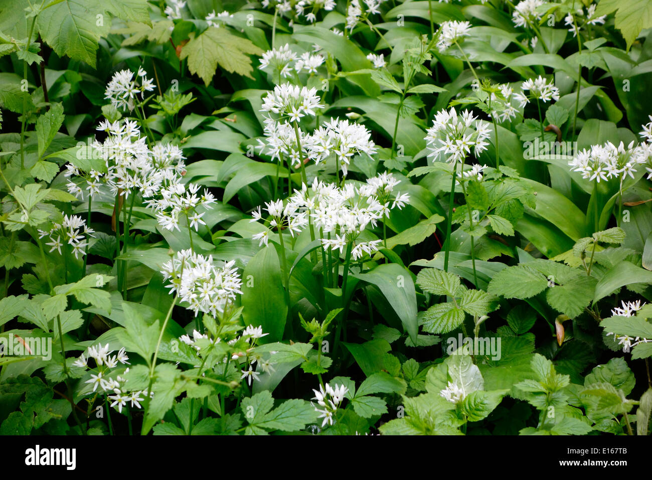 Ramsones or Wild Garlic Plants ( Allium ursinum ) in Spring, UK Stock