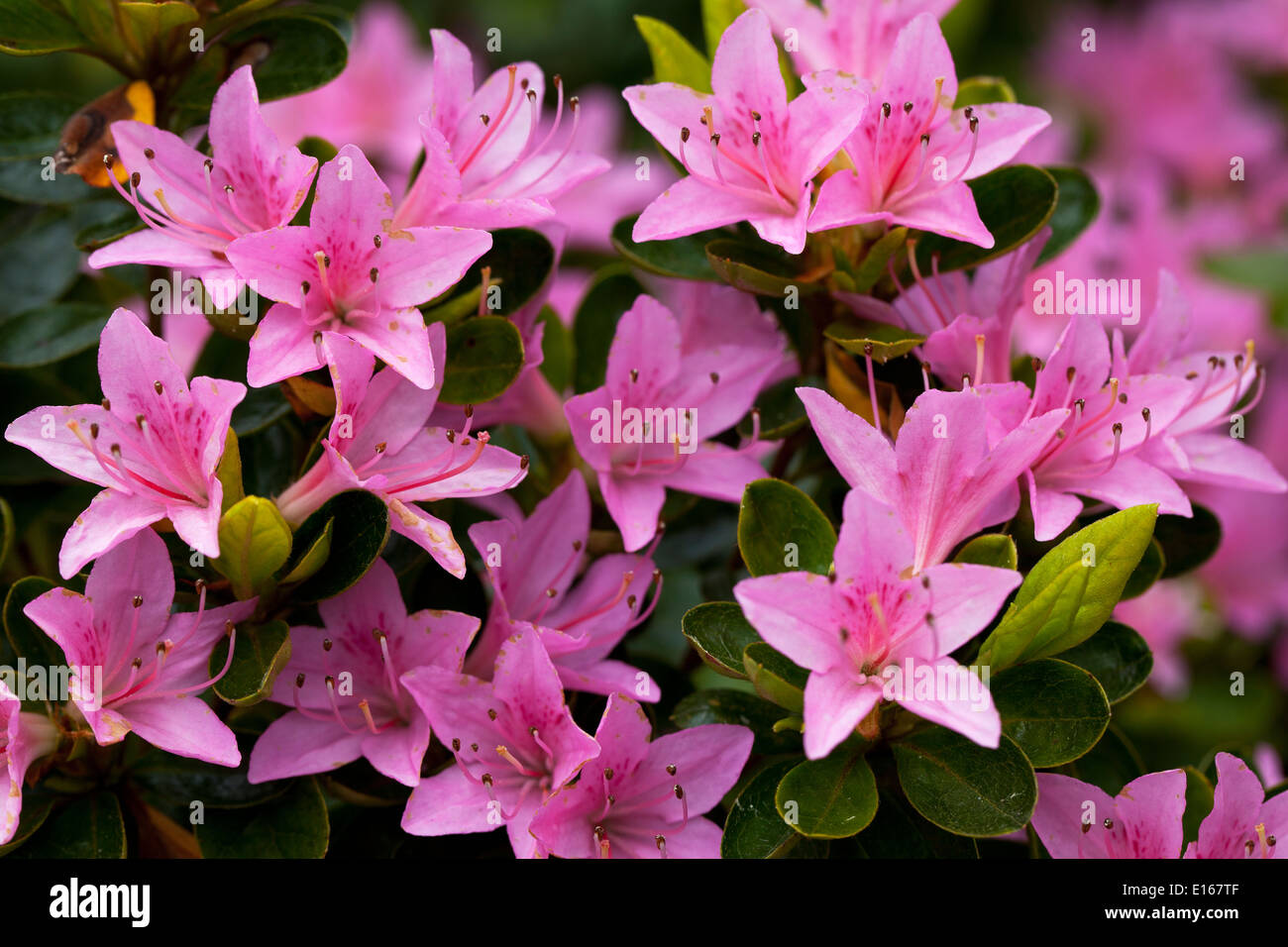 Rhododendron Oi no mezame Close up Stock Photo