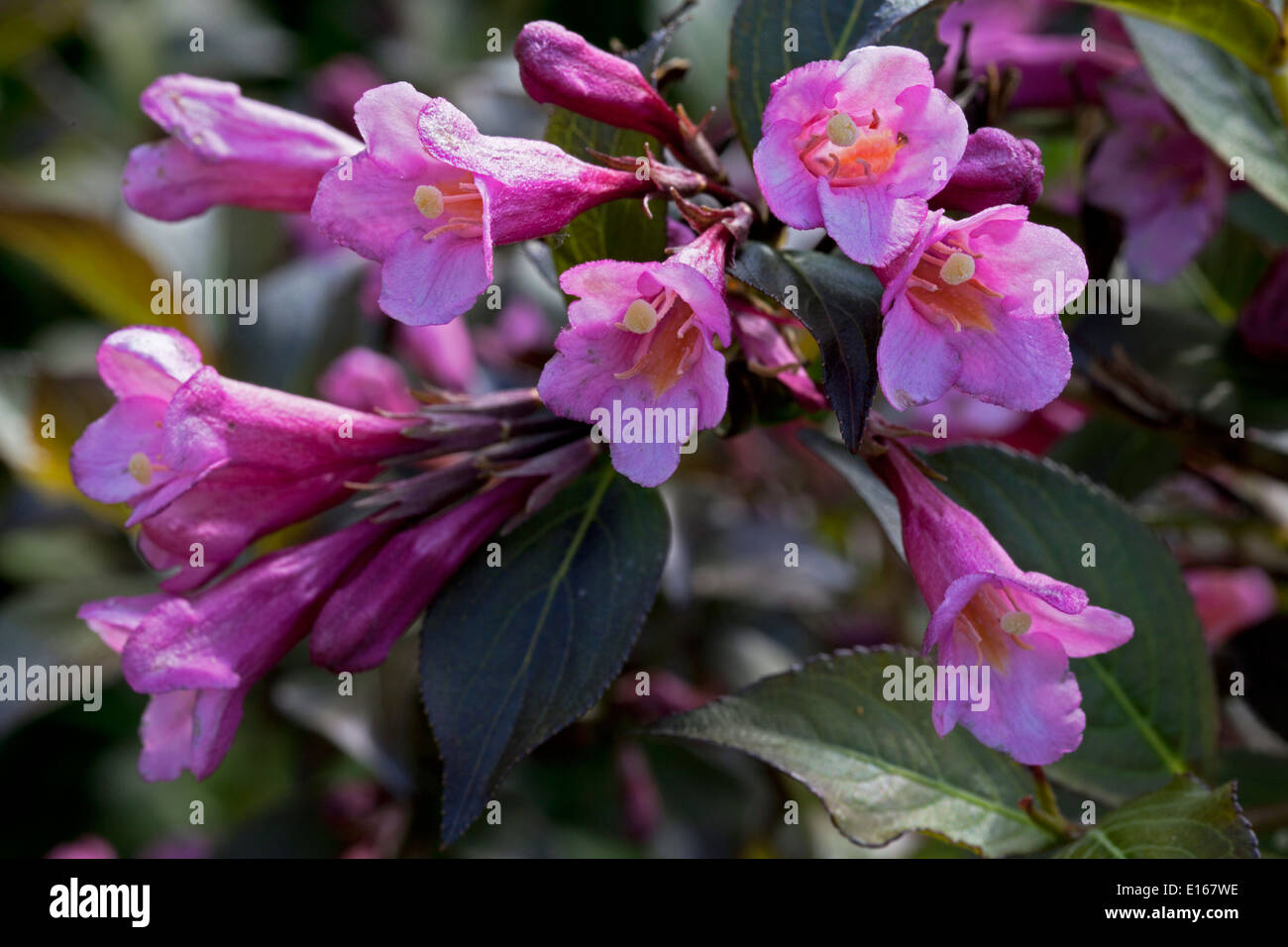 31+ Weigelie Foliis Purpureis, De bladeren zijn langwerpig elliptisch