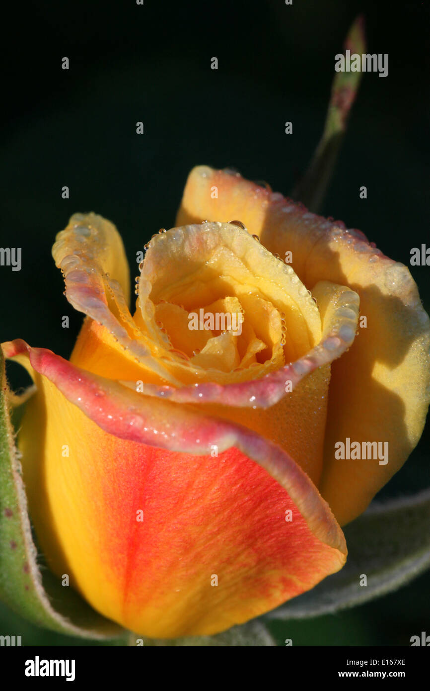 A yellow rose bud just opening with an orange blush and covered with morning dew on a dark background Stock Photo