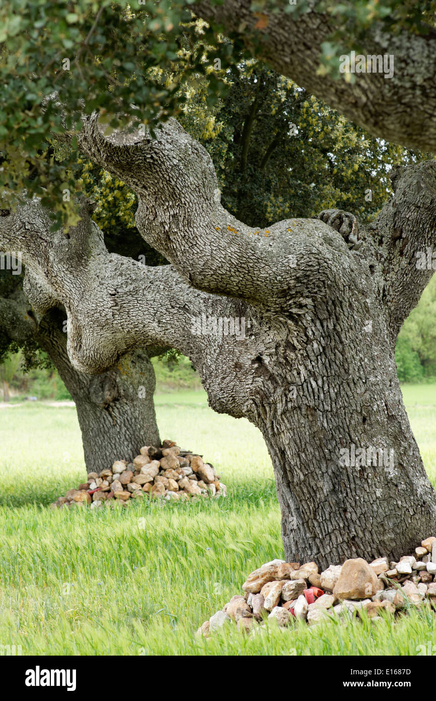 Oak tree, Avila, Spain. Stock Photo