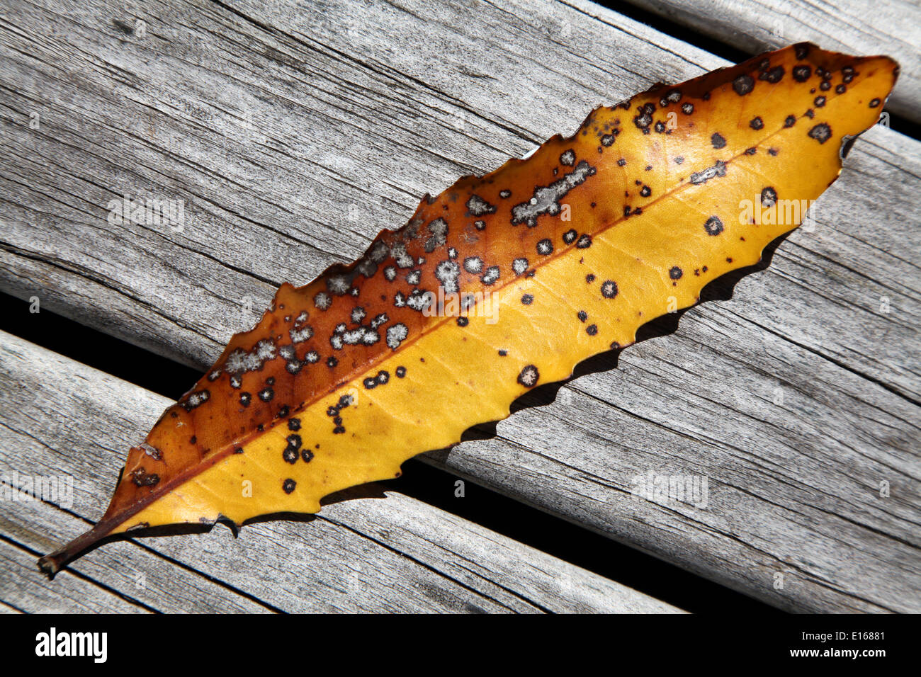 An old,speckled and decaying brown and gold leaf laying on a distressed timber bench Stock Photo