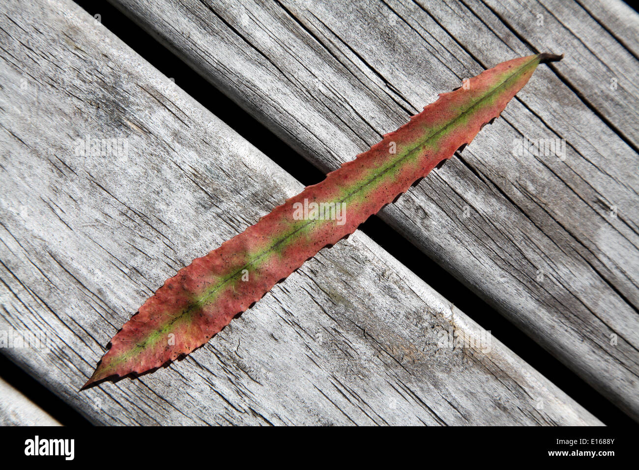 A narrow spear-shaped New Zealand brown orange leaf with  a green striped centre on a distressed timber background Stock Photo