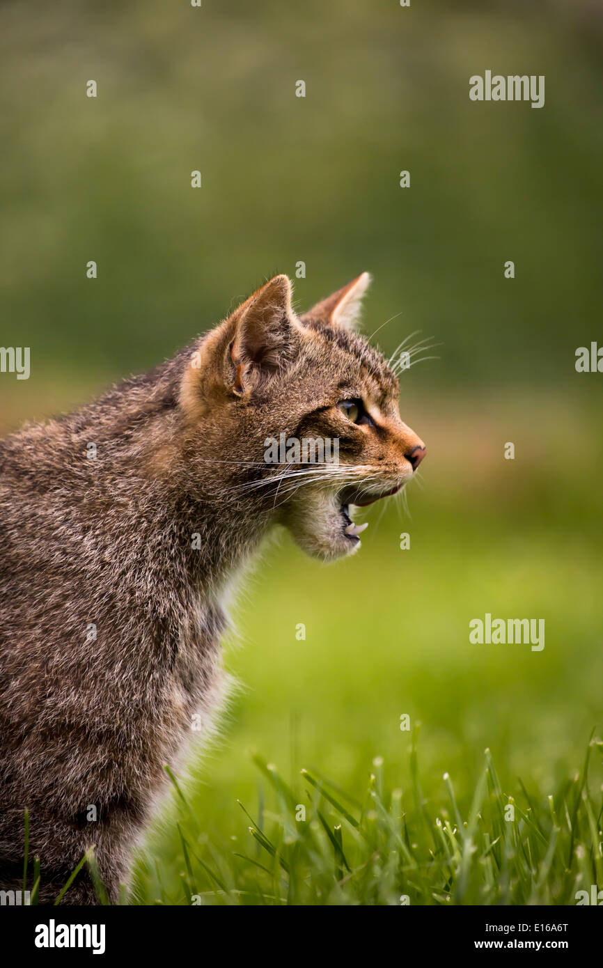 Scottish wildcat animal hires stock photography and images Alamy