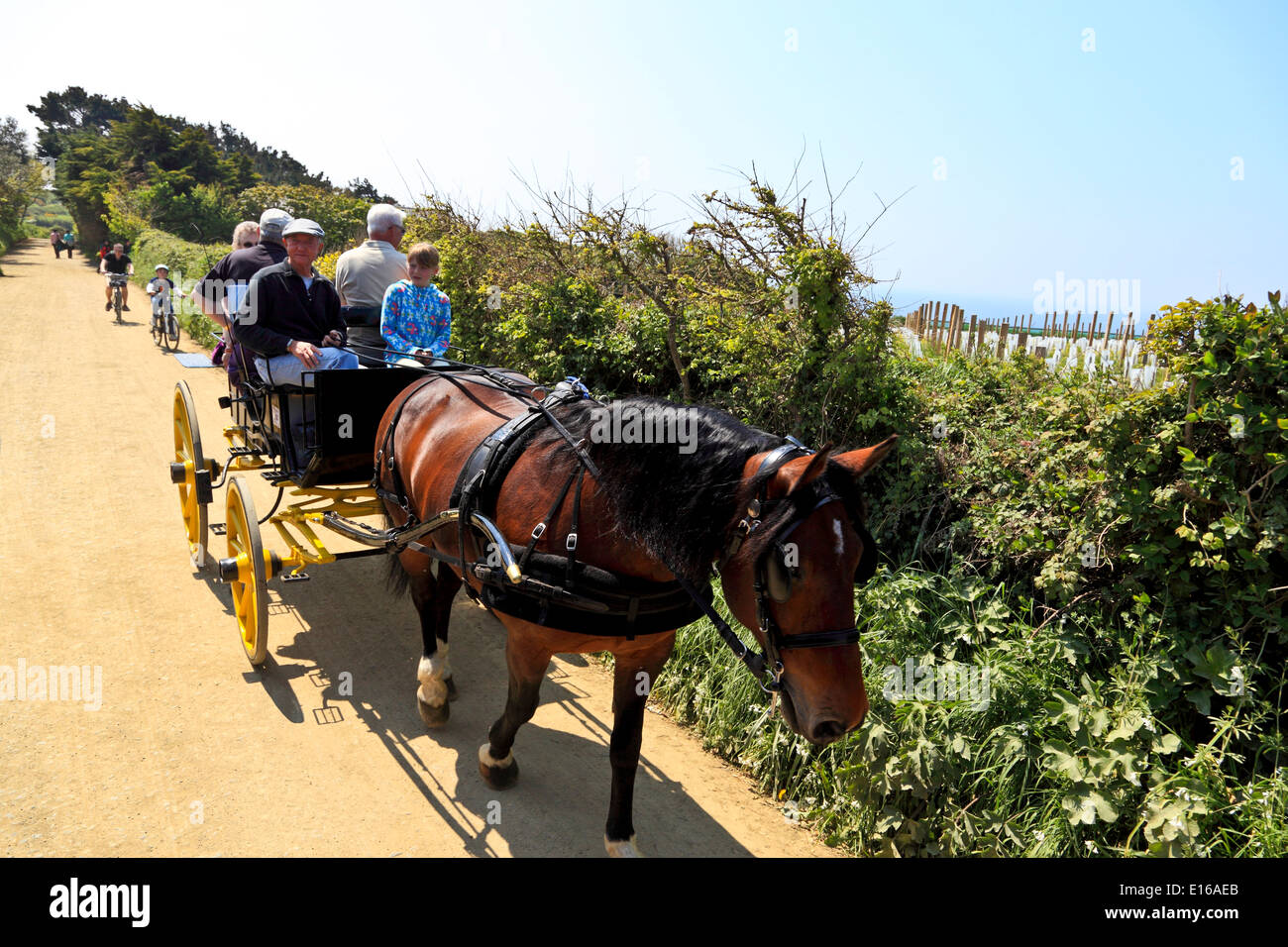 9249. Horse Carriage at rush hour, Sark, Channel Islands, UK, Europe Stock Photo