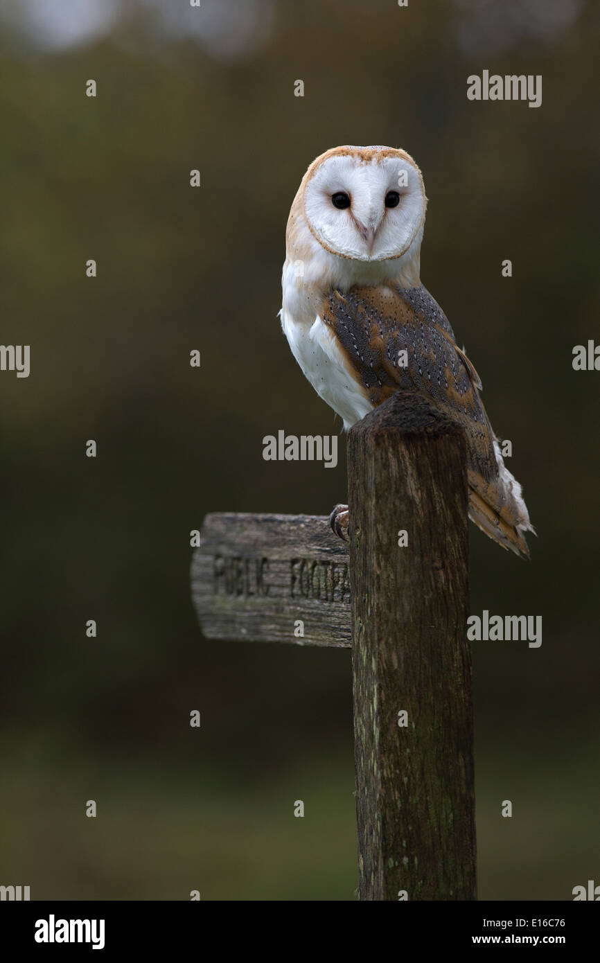 Barn Owl, Tyto alba on a public footpath signpost Stock Photo
