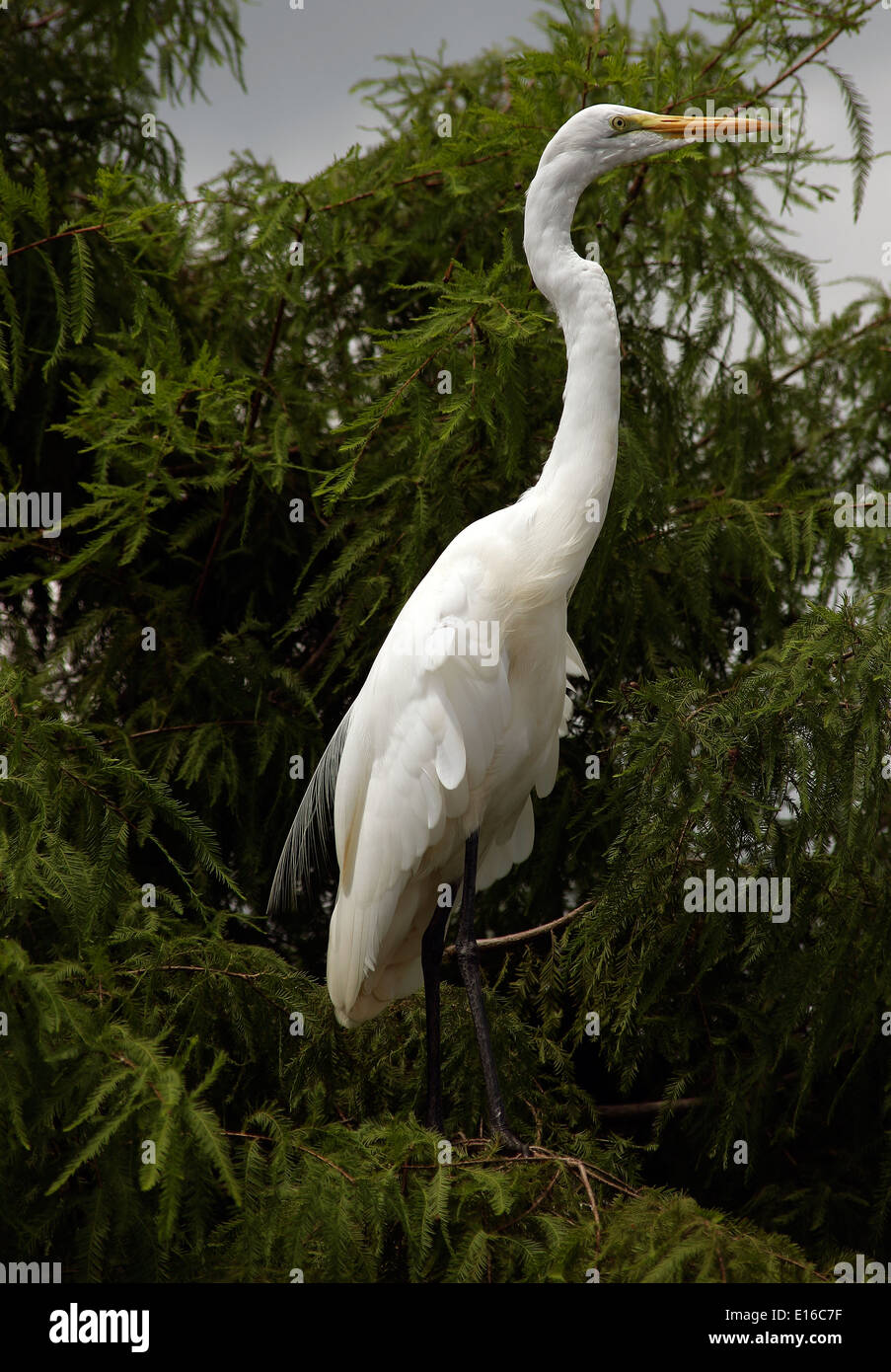 Great Egret stood in tree, Florida Stock Photo