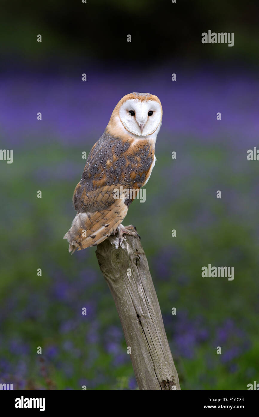 Barn Owl, Tyto alba on a post in bluebell woods Stock Photo