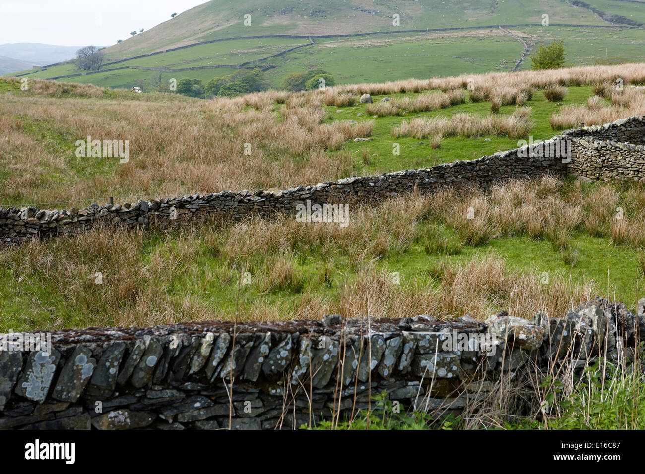 dry stone wall field boundaries in borrowdale valley cumbria uk Stock Photo